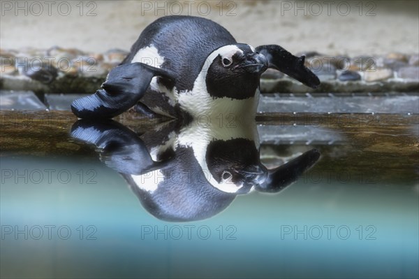 African Penguin or Jackass Penguin (Spheniscus demersus) reflecting in the water