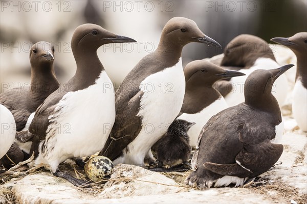 Common Guillemots (Uria aalge)