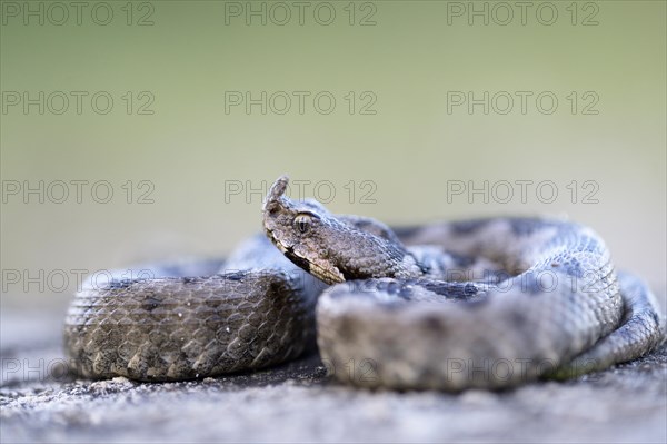 Horned Viper (Vipera ammodytes)