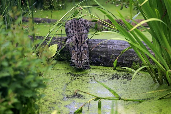 Fishing Cat (Prionailurus viverrinus)