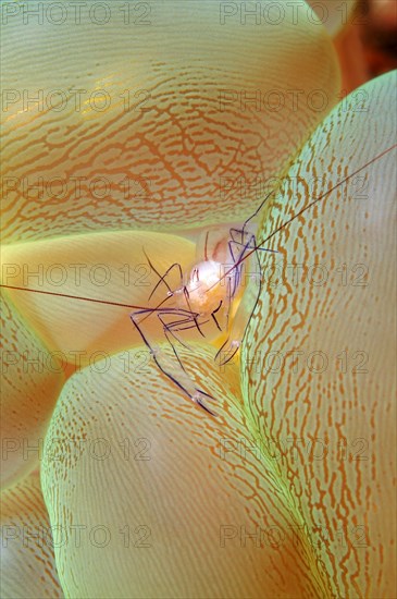 Bubble Coral Shrimp (Vir philippinensis) on Bubble Coral (Plerogyra sinuosa)