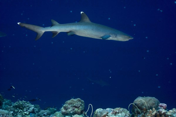 Whitetip reef shark (Triaenodon obesus)