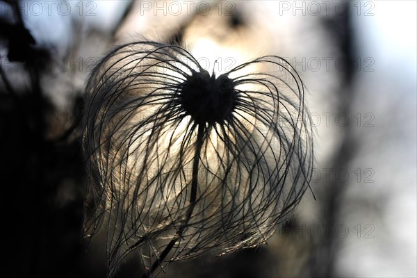 Chinese clematis (Clematis orientalis)