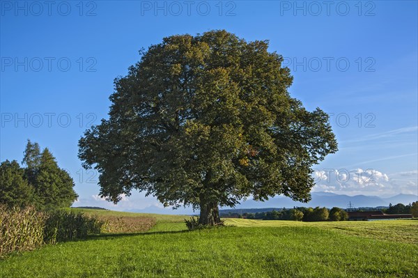 Old Lime Tree (Tilia)