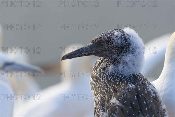 Northern Gannet (Morus bassanus) in juvenile plumage with fluff residues