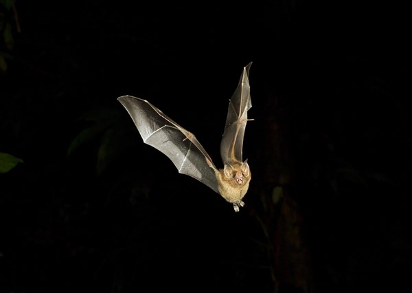 Jamaican Fruit Bat (Artibeus jamaicensis) flying at night