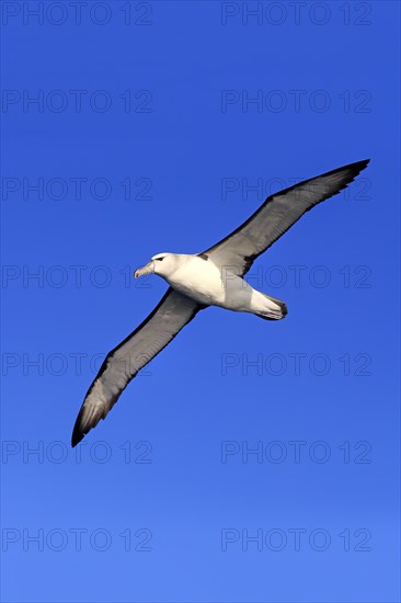 Shy albatross (Thalassarche cauta)