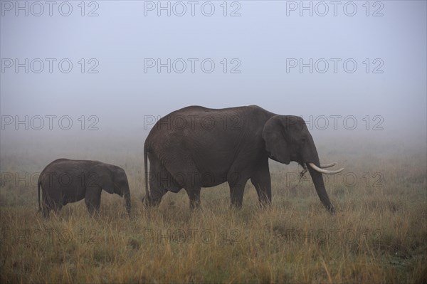 African Elephant (Loxodonta africana)