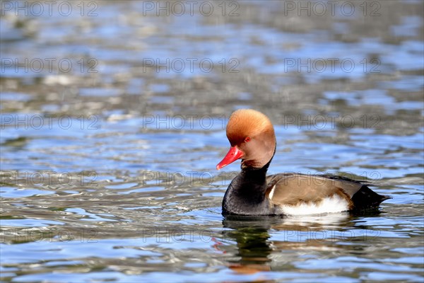 Red-crested pochard (Netta rufina)