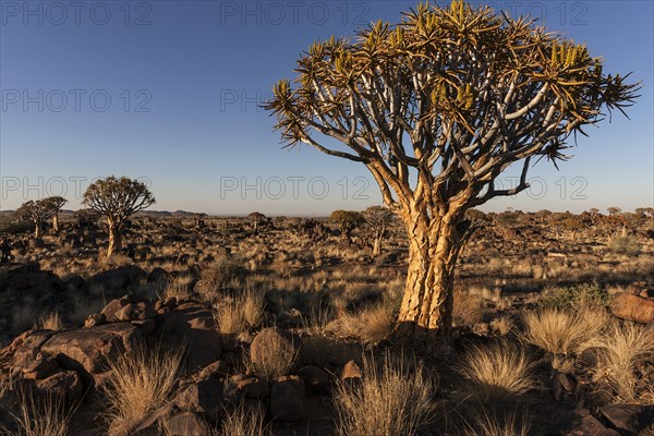 Quiver trees (Aloe dichotoma)