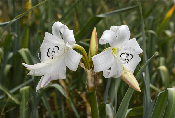 Crinum Lilies (Crinum abyssinicum)