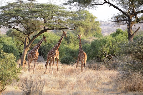 Reticulated Giraffe