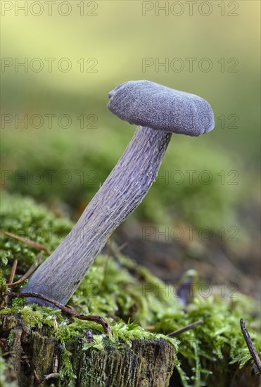 Amethyst deceiver (Laccaria amethystea)