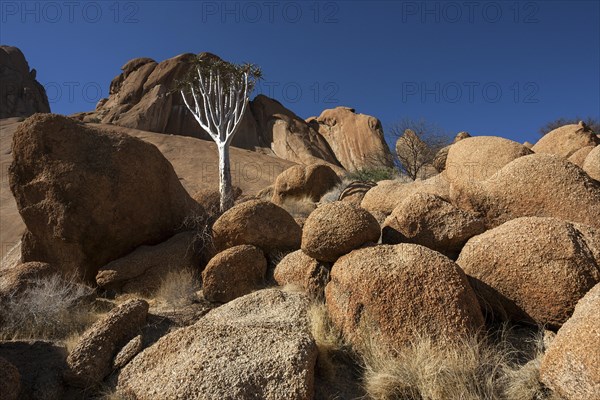 Young quiver tree (Aloe dichotoma)