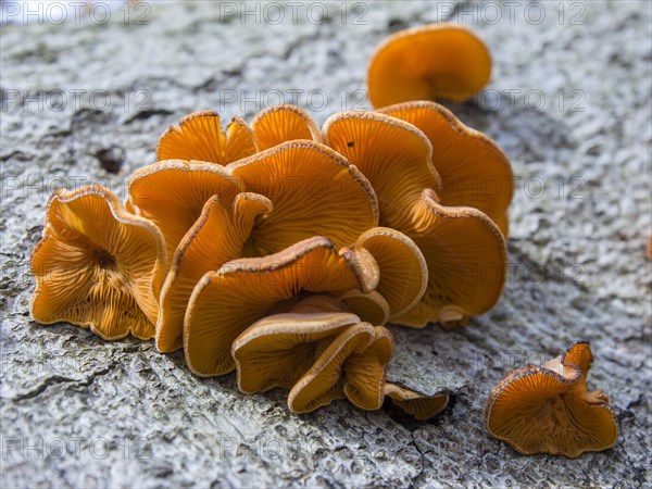 Mock oyster (Phyllotopsis nidulans) on a red beech