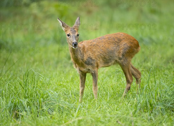 Roe Deer (Capreolus capreolus) during change of coat