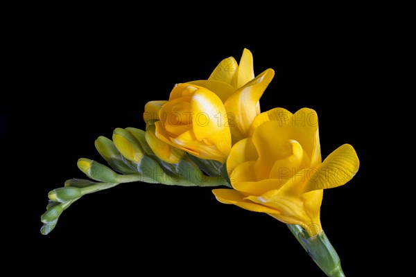 Yellow Freesia (Freesia)