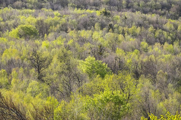 Deciduous forest in spring