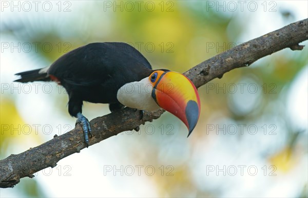 Toco toucan (Ramphastos toco) on a branch