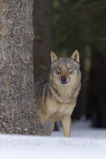 Gray wolf (Canis lupus)