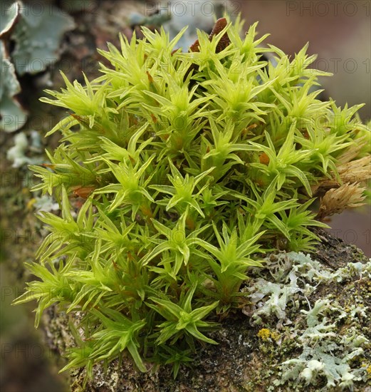 Common Hair Cap Moss