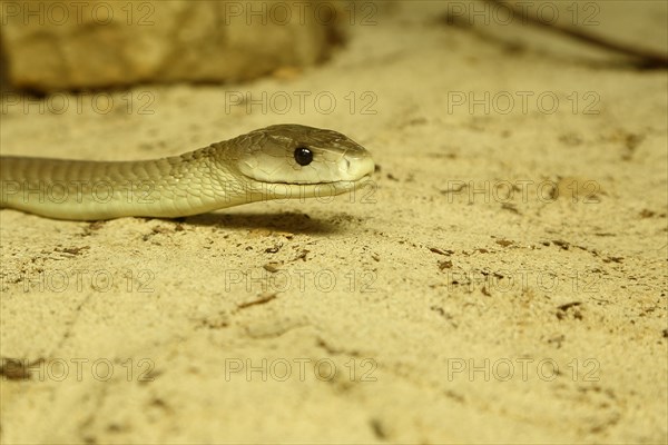 Black mamba (Dendroaspis polylepis)