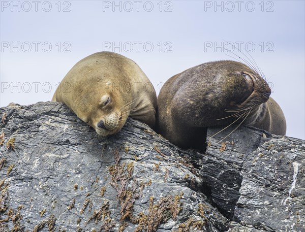 South American sea lions (Otaria flavescens)