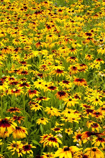 Orange Coneflowers (Rudbeckia fulgida)