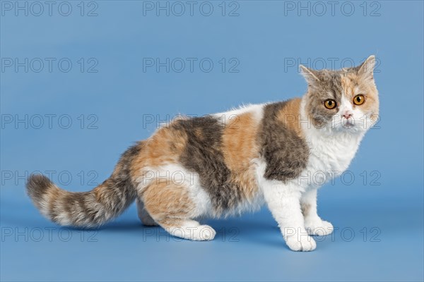 Selkirk Rex cat