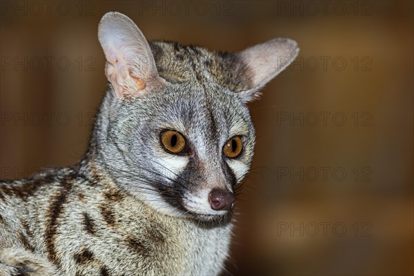 Genet (Genetta tigrina)