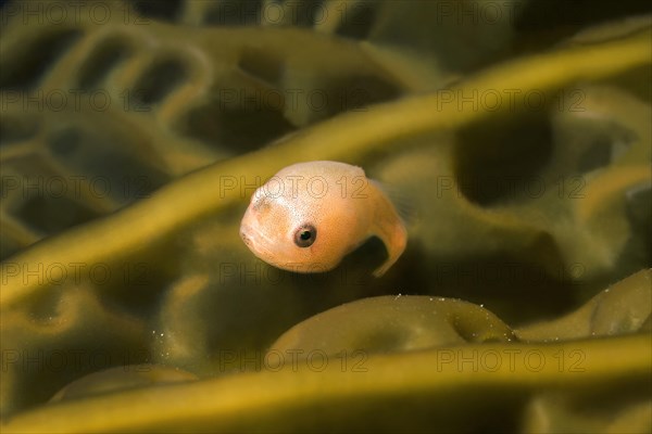 Smooth Lumpfish (Aptocyclus ventricosus)