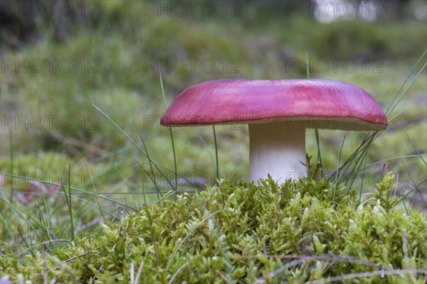 Russula Mushroom (Russula spec.)