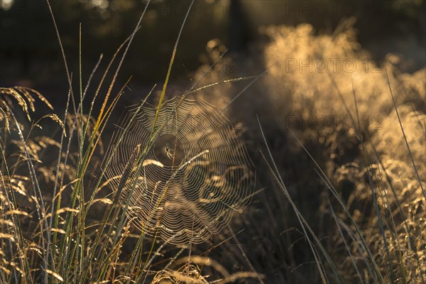 Spiderweb with spider in heathlands in morning light