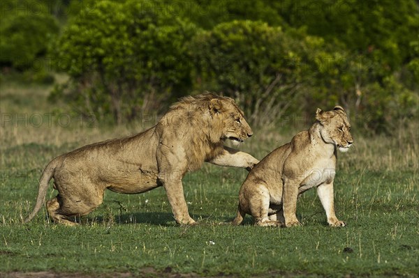 Lions (Panthera leo)