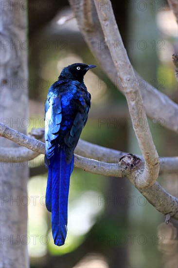 Long-tailed Glossy Starling (Lamprotornis caudatus)