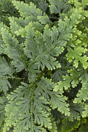 Moss Fern (Selaginella haematodes)