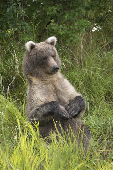 Brown Bear (Ursus arctos)