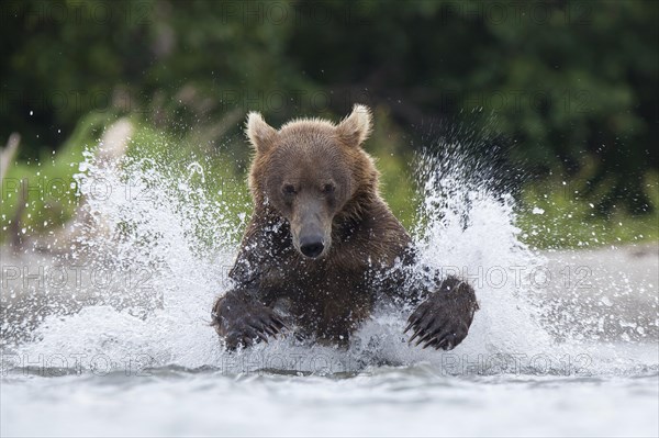 Brown bear (Ursus arctos)