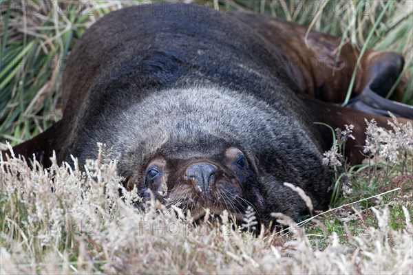 South American sea lion (Otaria flavescens)