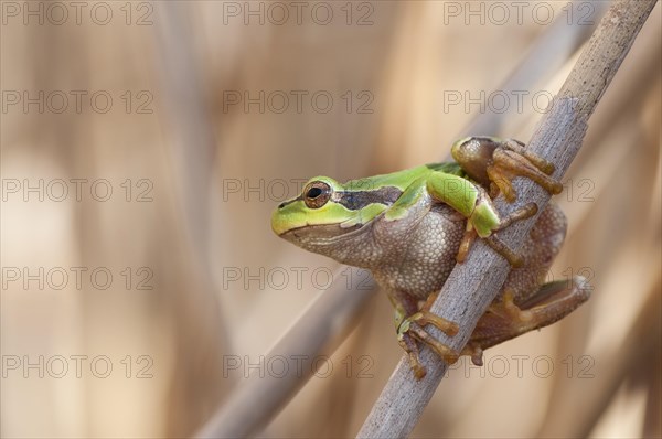 European Tree Frog (Hyla arborea) on a reed