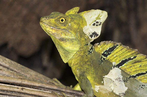 Plumed or Green Basilisk (Basiliscus plumifrons)