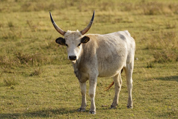 Grey Hungarian Grey cattle