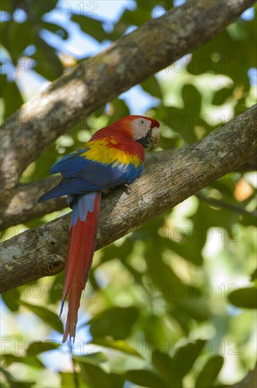 Scarlet Macaw (Ara macao) perched on a branch