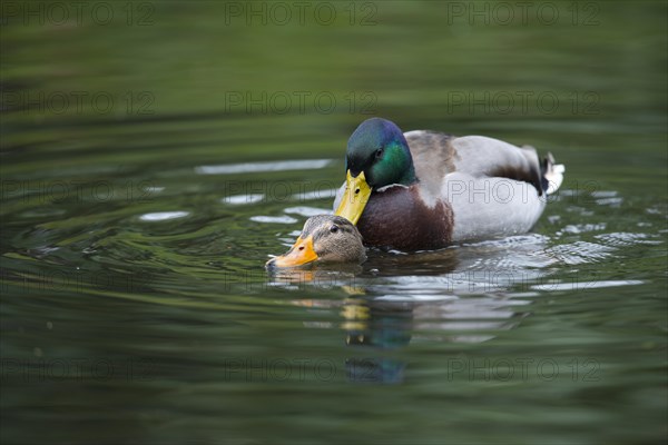 Mallards (Anas platyrhinchos)