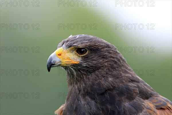 Harris's Hawk (Parabuteo unicinctus)