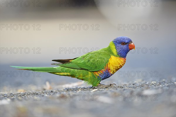 Close-up of a rainbow lorikeet (Trichoglossus moluccanus) wildlife in Australia