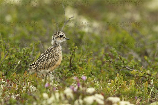 Young Eurasian Dotterel (Charadrius morinellus) in the fell