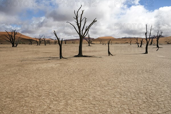 Dead Camel thorn trees (Vachellia erioloba)