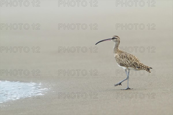 Whimbrel (Numenius phaeopus) on the beach