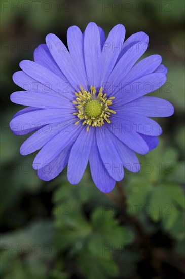 Balkan Anemone (Anemone blanda)